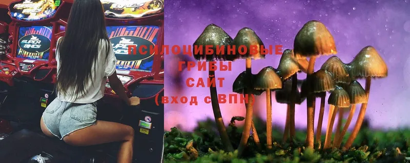 Псилоцибиновые грибы Psilocybe  кракен ССЫЛКА  Михайловка 